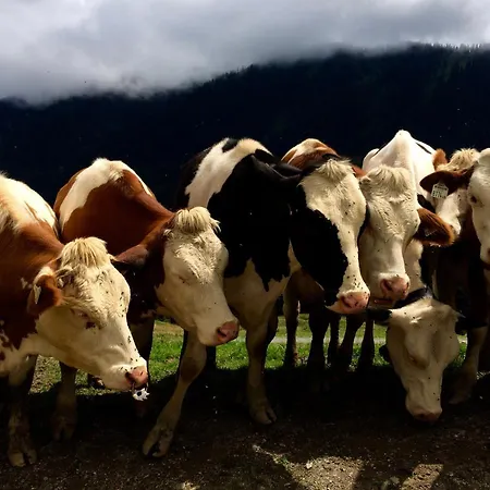Daire Mountain Leogang